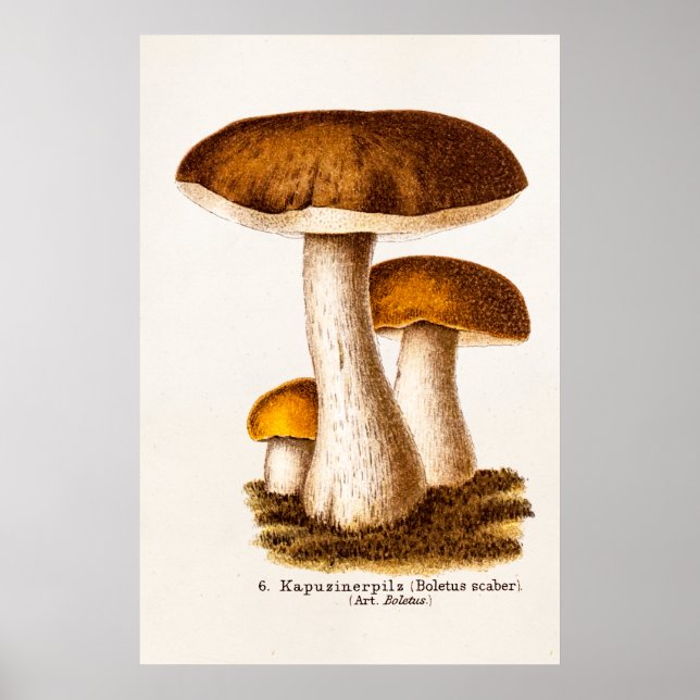 Póster Vintage champiñón Scaber Brown hongos del siglo XI (Frente)