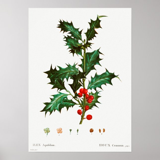 Póster Vintage Christmas Mistletoe (Frente)