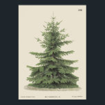 Póster Vintage Christmas Pine Tree<br><div class="desc">Esta impresión vintage de pino silenciada de los años 1860 fue dibujada a mano con una textura notable. Esta impresión de color neutro sería el complemento perfecto para el invierno o la decoración navideña de su casa o un regalo excelente.</div>