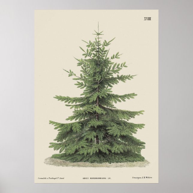 Póster Vintage Christmas Pine Tree (Frente)