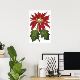 Póster Vintage Christmas, Red Poinsettia WinPlanta