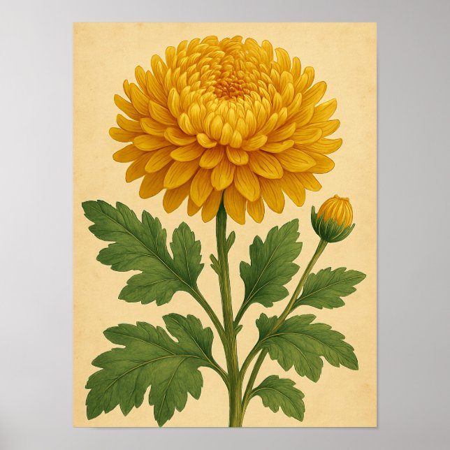Póster Vintage Chrysanthemum on Weathered Paper (Frente)
