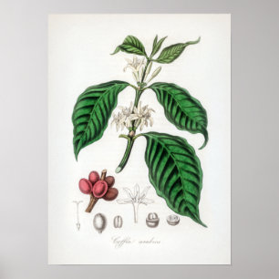 Póster Vintage Coffea arabica Ilustracion