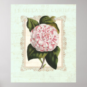 Póster Vintage color rosa y blanco camellia Shabby Elegan