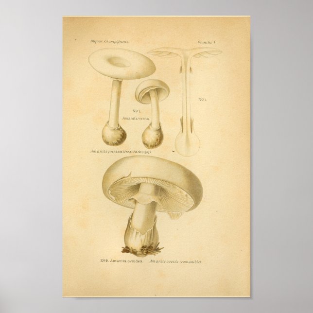 Póster Vintage Common Mushrooms Art Print French (Frente)