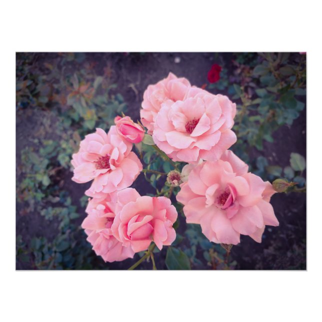Póster Vintage coral rose bouquet (Anverso)