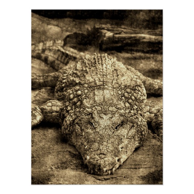 Póster Vintage Crocodile (Anverso)