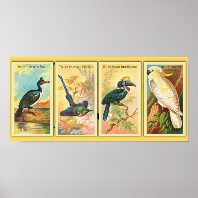 Póster Vintage Cuatro Aves Tropicales En Un Ilustracion (Frente)