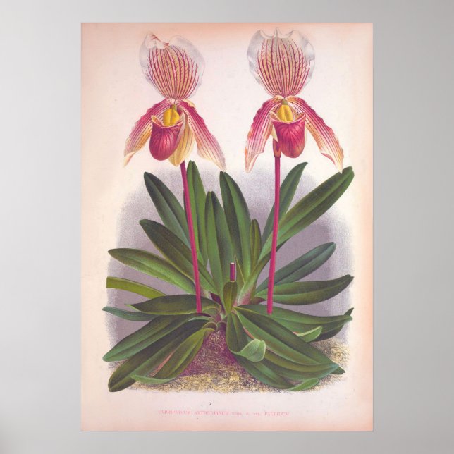 Póster Vintage Cypripedium Athuranium Pink Slipper Orquid (Frente)