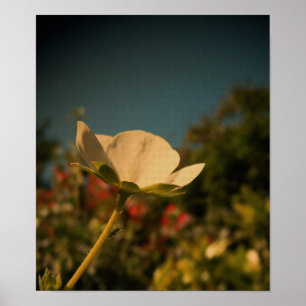 Póster Vintage Daisy