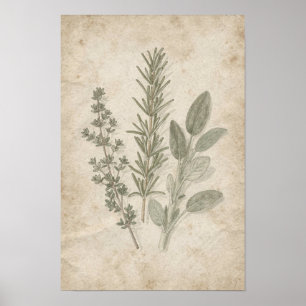Póster vintage de herbarium de romero tomillo y sa