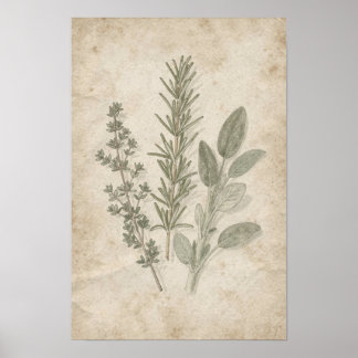 Póster vintage de herbarium de romero tomillo y sa