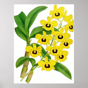 Póster Vintage Dendrobium suavissimum Orchid Flower