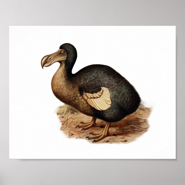Póster Vintage Dodo Bird Ilustracion (Frente)