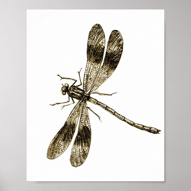 Póster Vintage Dragonfly - Sepia (Frente)