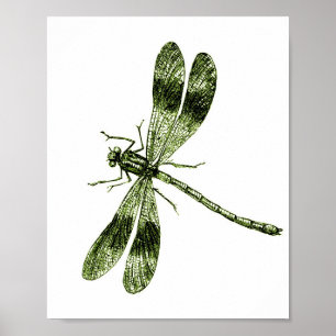 Póster Vintage Dragonfly - Verde claro