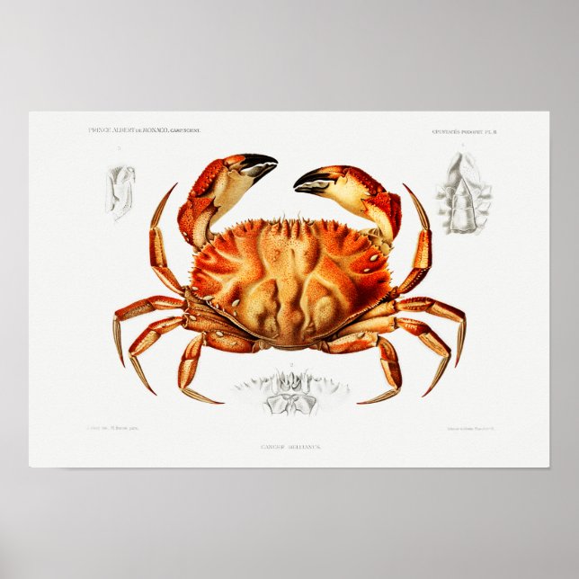Póster Vintage Dungeness Crab Ilustracion (Frente)