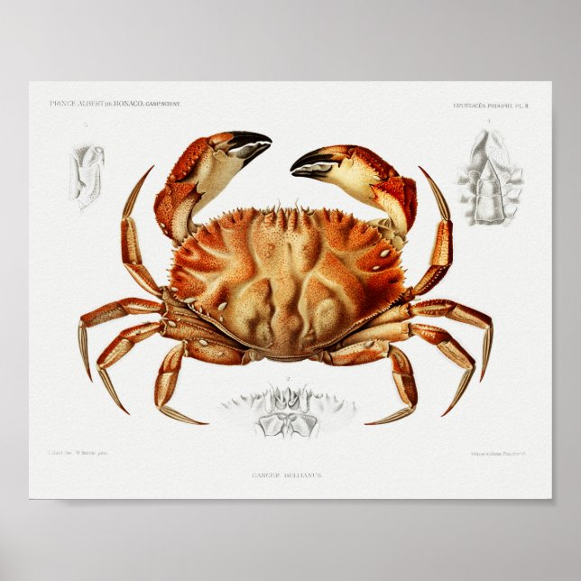 Póster Vintage Dungeness Crab Ilustracion Científico (Frente)
