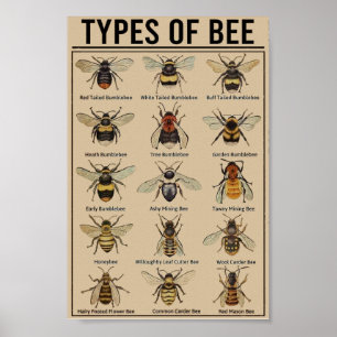 Póster Vintage educativo de abejas