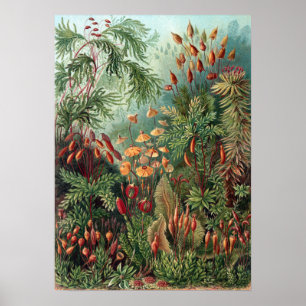 Póster Vintage Ernst Haeckel Moss