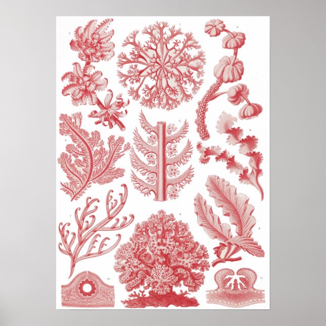 Póster Vintage Ernst Haeckel Seaweed (Frente)