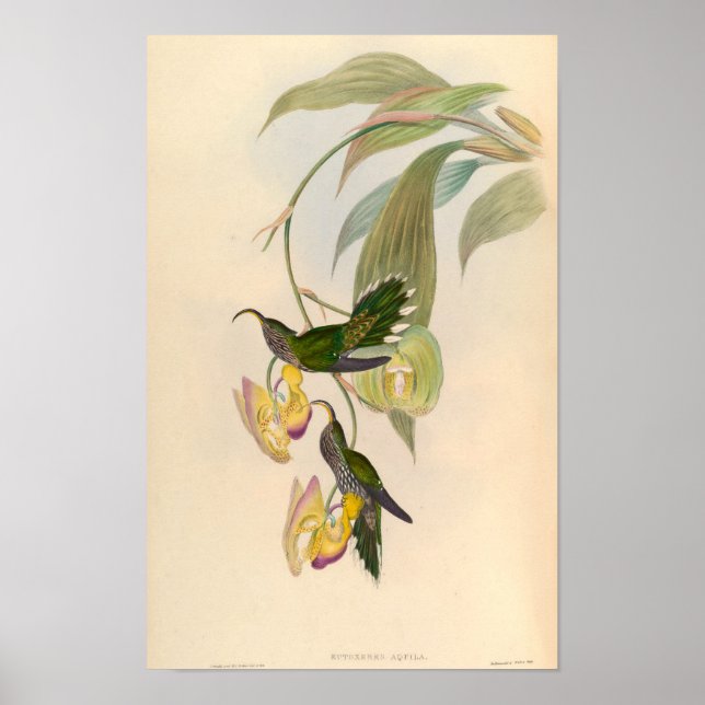 Póster Vintage Eutoxeres Aquila Hummingbird Ilustracion (Frente)