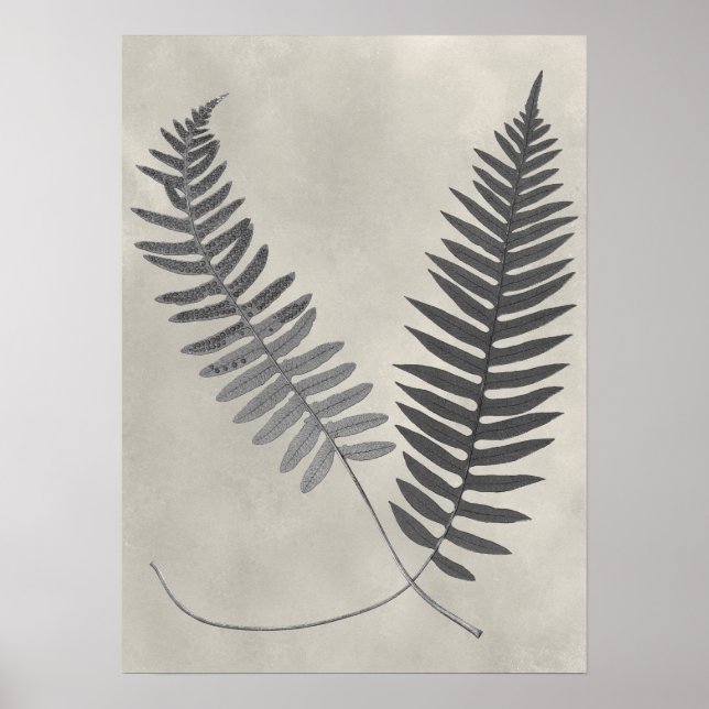 Póster Vintage Ferns (Frente)