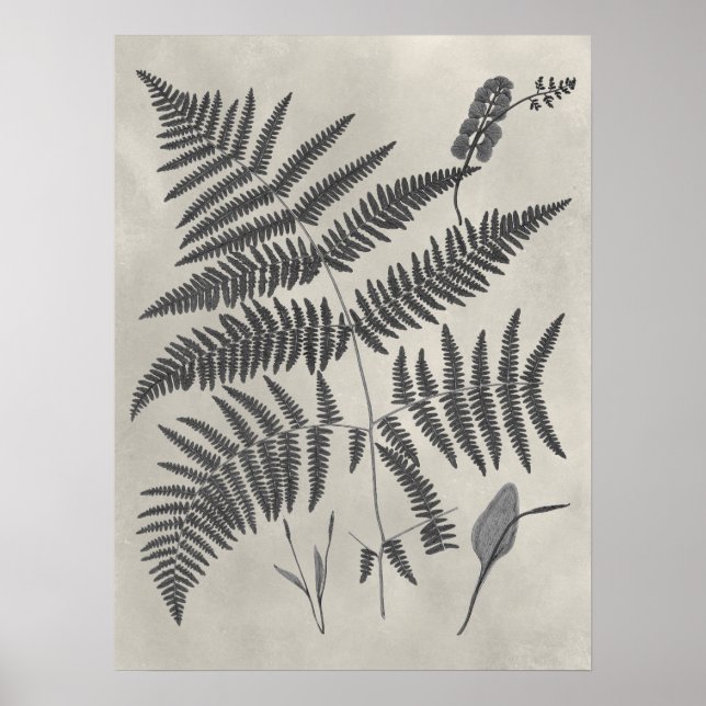 Póster Vintage Ferns (Frente)