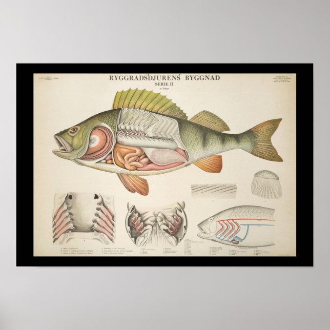 Póster Vintage Fish Anatomy Print (Frente)