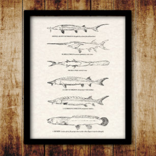 Póster Vintage Fish Chart - Sturgeon and Paddlefish