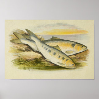 Póster Vintage Fish Print 001 | Shads