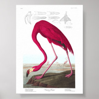 Póster Vintage Flamingo Illustration Animals Nature