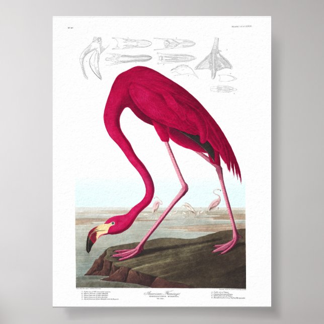 Póster Vintage Flamingo Illustration Animals Nature (Frente)