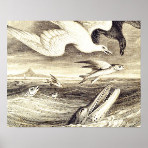 Póster Vintage Flish & Sea Bird Engraving - Personalizado
