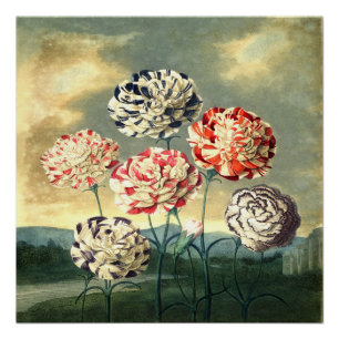 Poster Vintage Floral