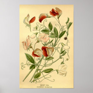 Póster Vintage Floral Art Sweet Pea Lathyrus Odoratus
