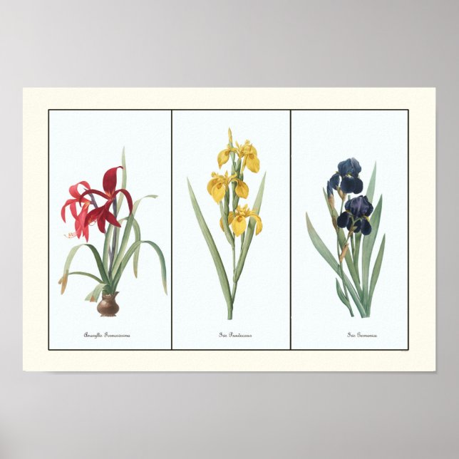 Póster Vintage Floral Triptych Botanical Art Print (Frente)