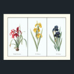 Póster Vintage Floral Triptych Botanical Art Print<br><div class="desc">An enhanced reproduction of 3 plates from a French, 17th century botanical guide to lily and iris species of flowers, combined here in triptych format. The artist's original captions are included, "Amaryllis Formosissima", "Iris Pseudocorus", and "Iris Germanica" and the etching illustrates the beautiful crimson red, spring yellow, and indigo blue...</div>