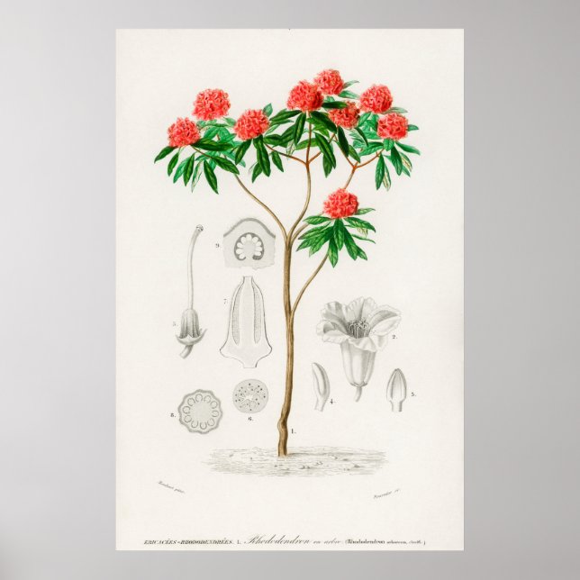 Póster Vintage Flower Illustration (Frente)