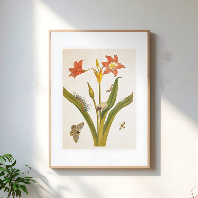 Póster Vintage Flower Plant Botanical Illustration (Subido por el creador)