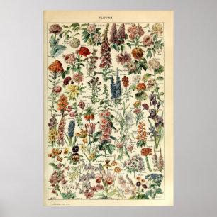 Póster Vintage Flowers by Adolphe Millot