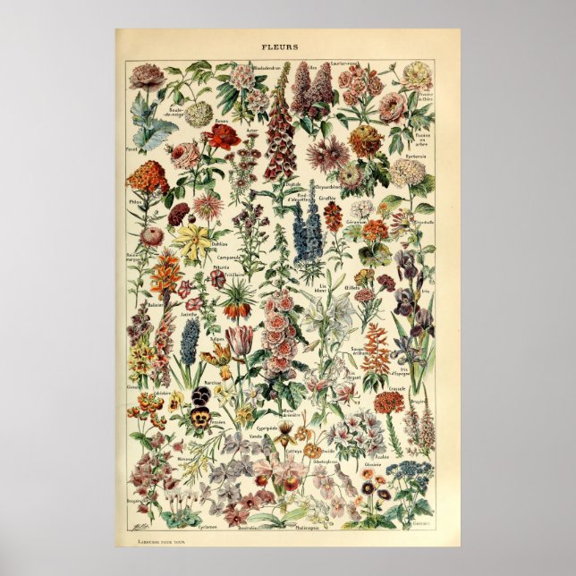 Póster Vintage Flowers by Adolphe Millot (Frente)