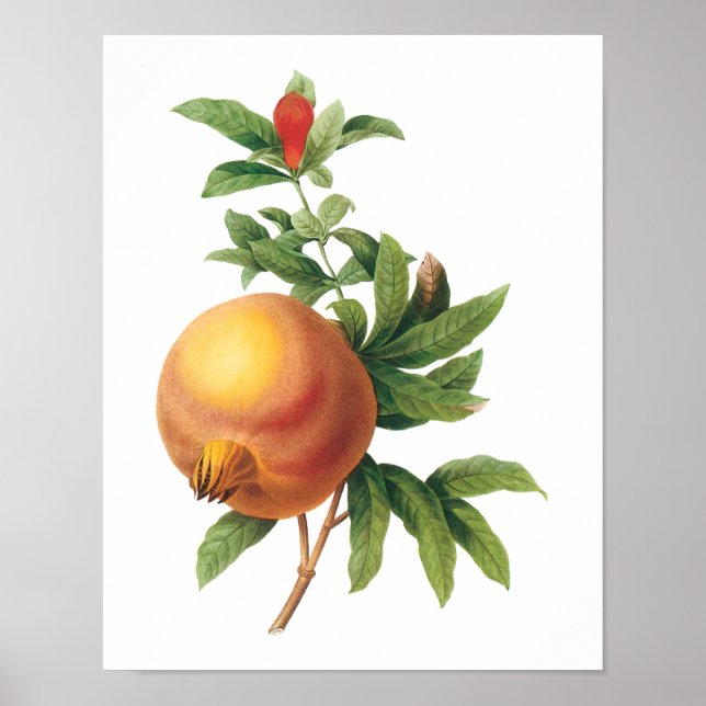 Póster Vintage Food Fruit, Pomegranate by Redoute (Frente)