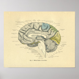 Póster Vintage Frohse Anatomical Brain Median Surface