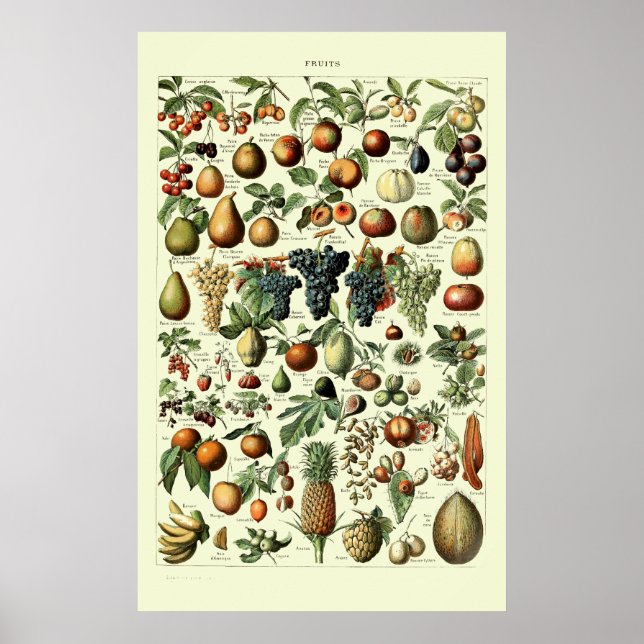 Póster Vintage Fruit by Adolphe Millot (Frente)