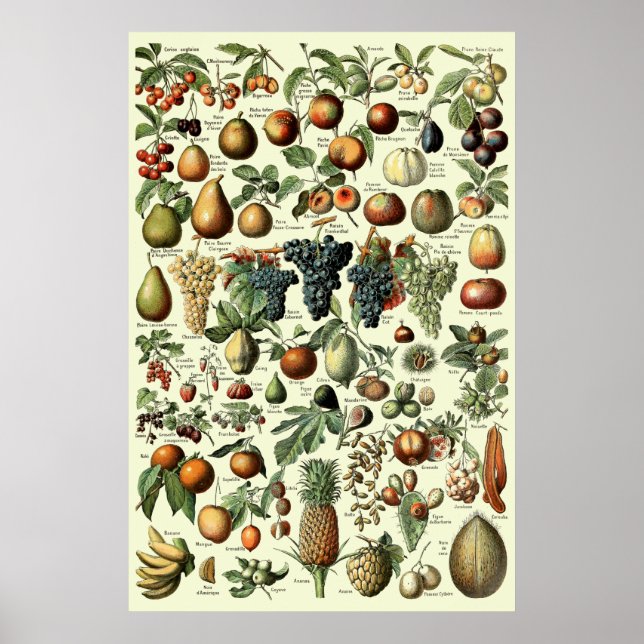 Póster Vintage Fruit by Adolphe Millot (Frente)