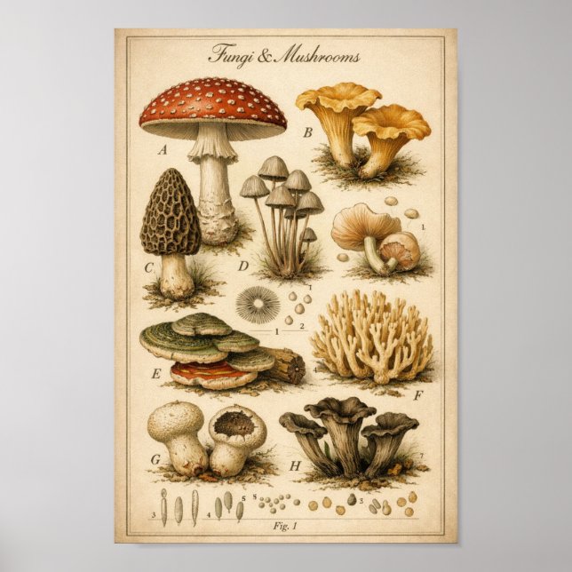 Póster Vintage Fungi Scientific Illustration (Frente)