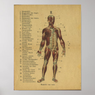 Póster Vintage German Anatomy Print Muscles