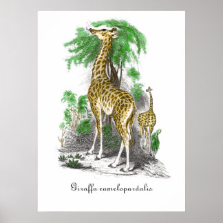 Póster Vintage Giraffe Ilustracion Giraffa camelopardo