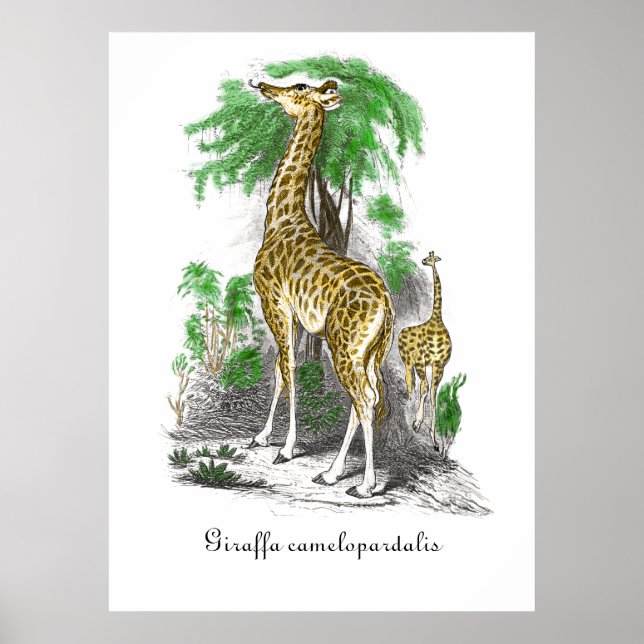 Póster Vintage Giraffe Ilustracion Giraffa camelopardo (Frente)